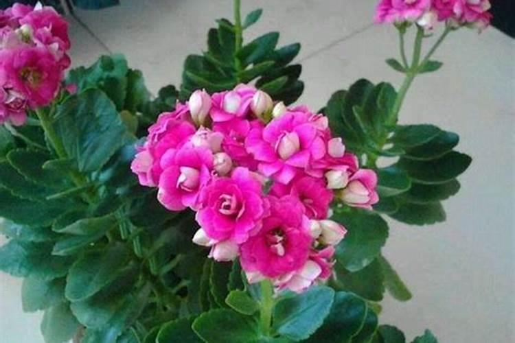 秋莴笋施肥有绝招