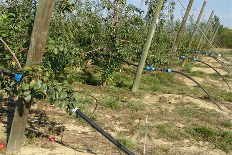 苹果挂果期用什么冲施肥好？苹果结果期用什么水溶肥效果好？