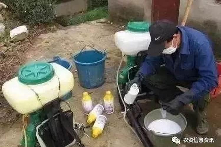 三环唑烧叶症状