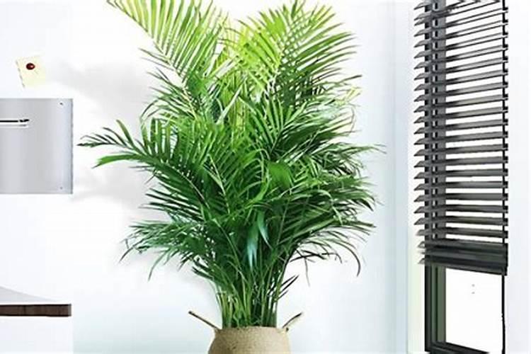 散尾葵和幸福树哪个更适合客厅养