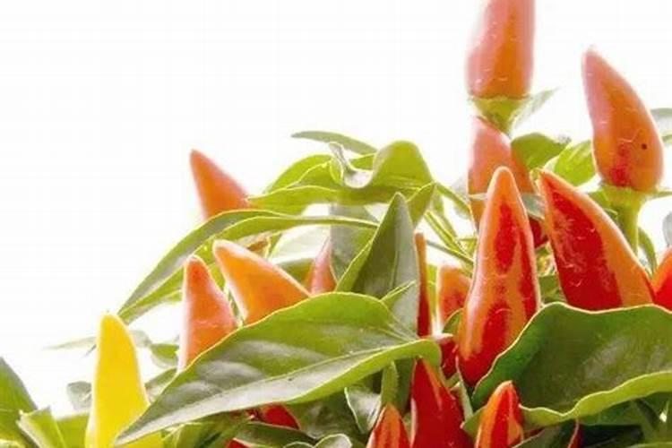 辣椒什么时候施肥好 辣椒的最佳施肥时间