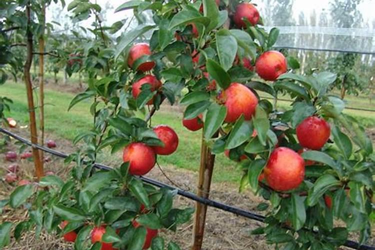 苹果膨果期冲施什么肥料好？苹果膨大期用什么冲施肥好？