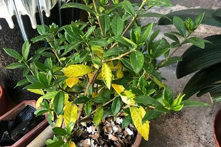 樟子松的叶子发黄是什么原因？