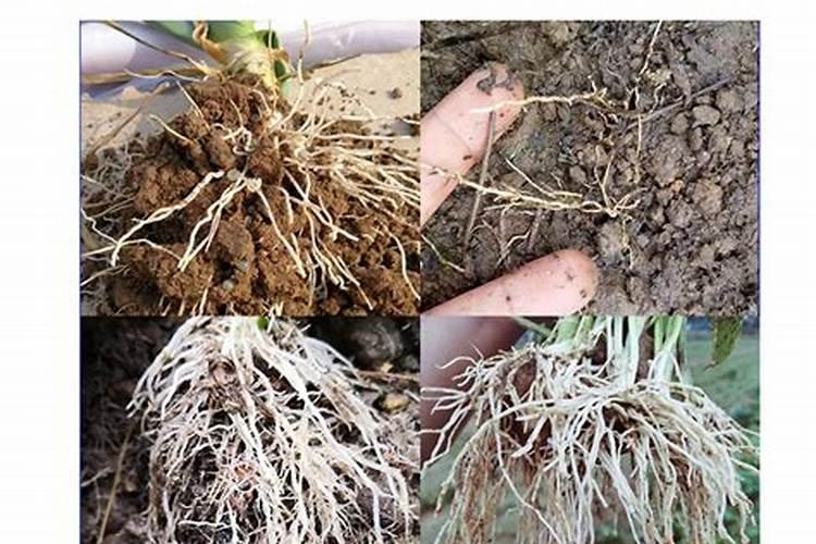 果树毛细根肥害能用国光根宝生根剂救吗？