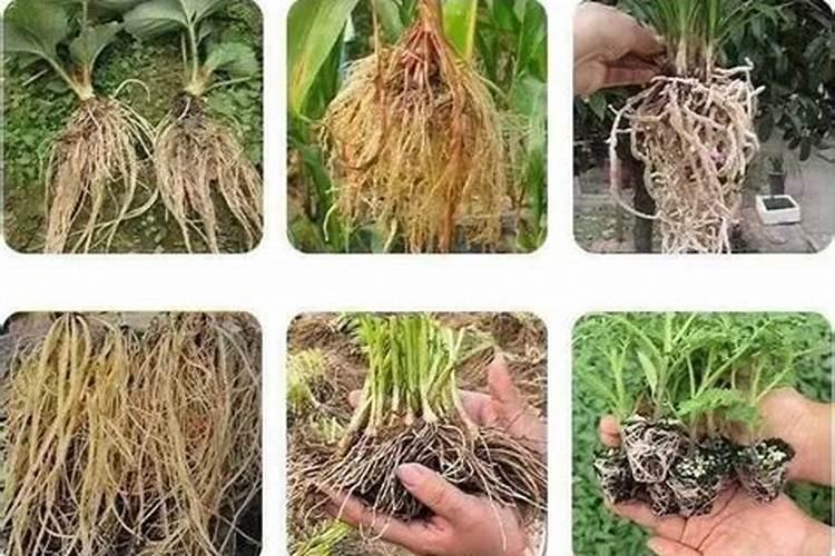 惠兰花怎么养？