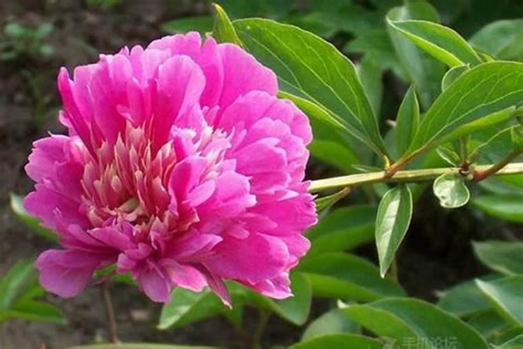 白芍可用哪些肥料