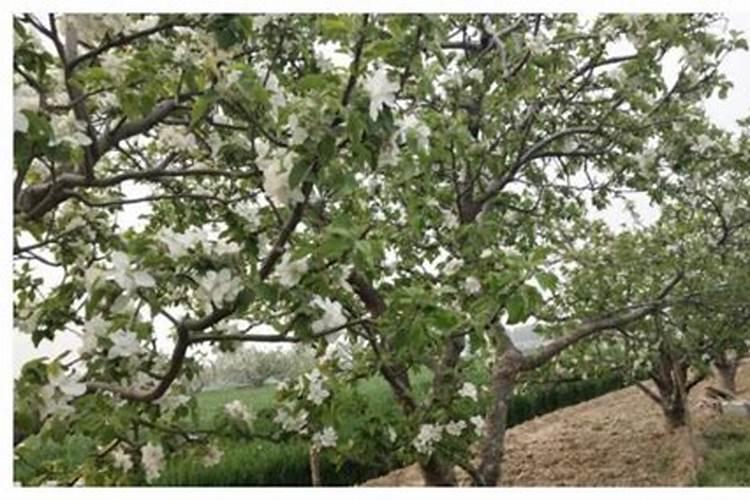 苹果树施肥的方法