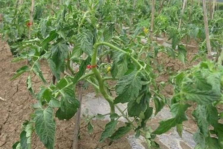 西红柿膨果期用什么肥料好？西红柿挂果期怎么用肥料？