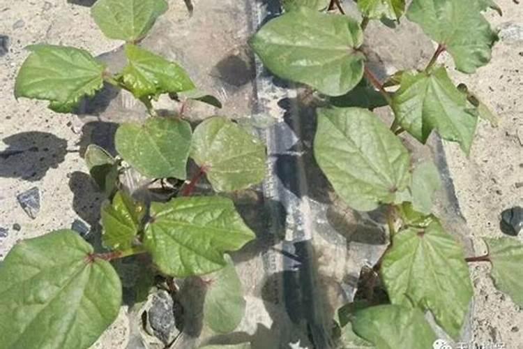 微量元素肥料哪个品牌好