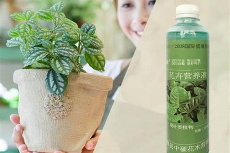 绿萝营养液和富贵竹可以用一样的吗