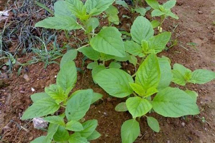 芝麻打顶后怎么施肥