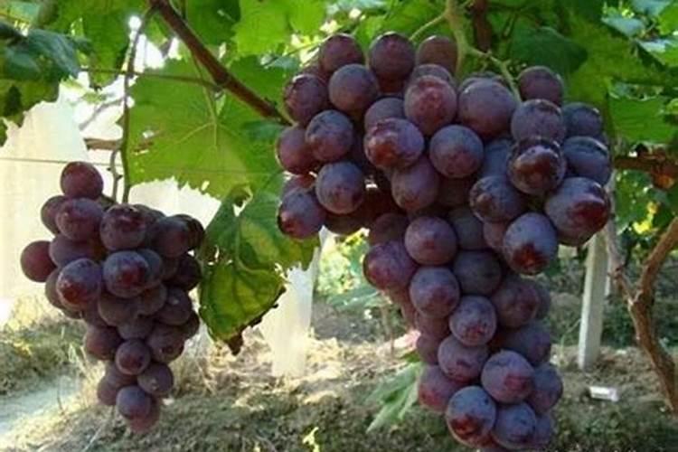 什么样的化肥能是红提葡萄着色变黑？