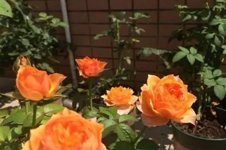 如何种植草莓苗新手