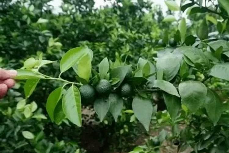 柑橘幼树根系发育不好用什么调节剂