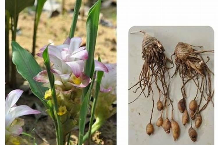 莪术要怎么施肥管理？