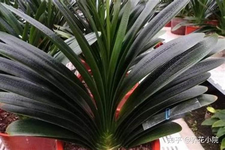 君子兰开花期间怎么施肥 如何给君子兰施肥