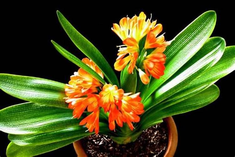 君子兰开花期间怎么施肥 如何给君子兰施肥