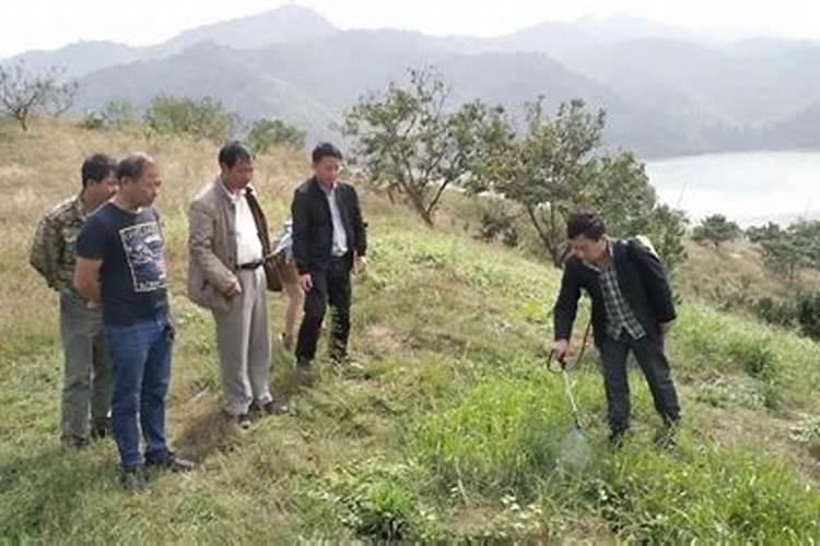 兰花 有一品荷品种 怎么养啊