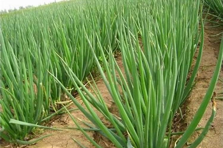 葱姜蒜先锋叶面肥哪个牌子最好