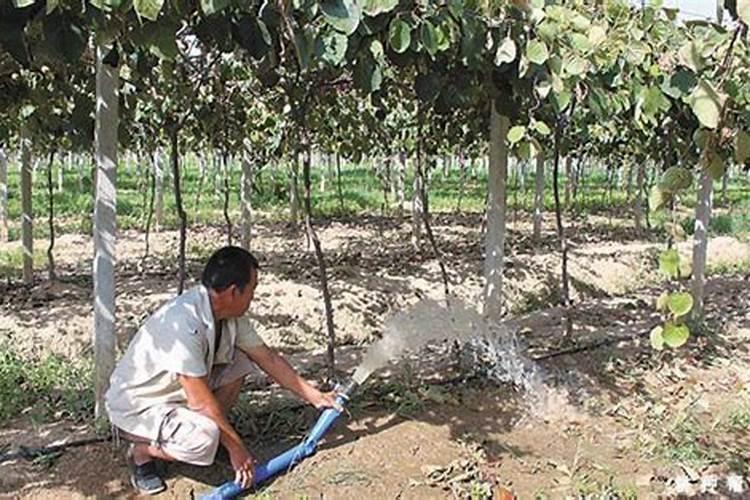 水稻怎么施硅肥