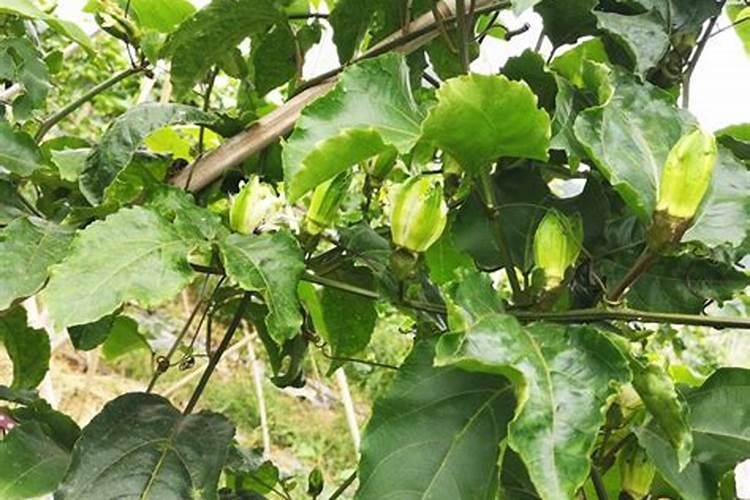 一颗百香果苗用50克硼肥会不会导致硼中毒？