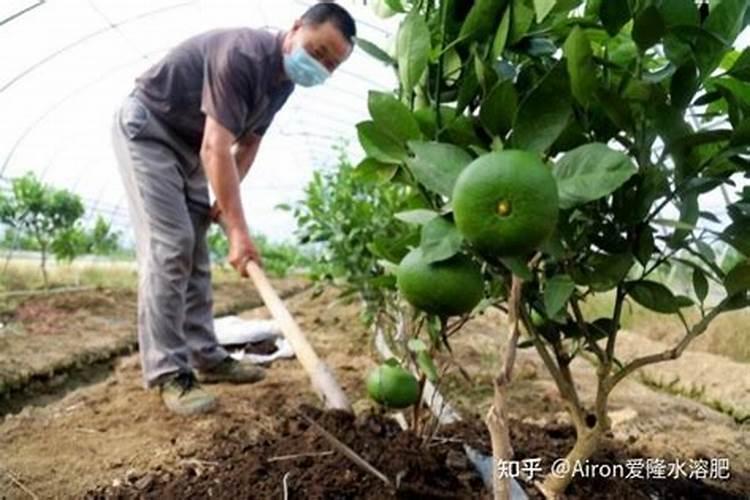 柑橘开花时期适合用啥肥料