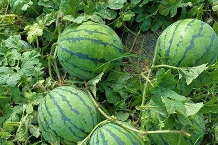 广东维生联塑科技股份有限公司生产几种l水溶肥