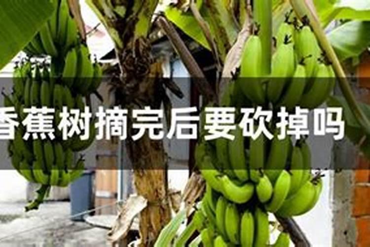 香蕉结果了可以施尿素肥吗