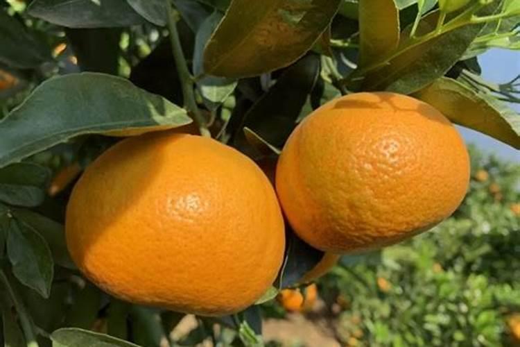 新种茂谷柑如何施肥？