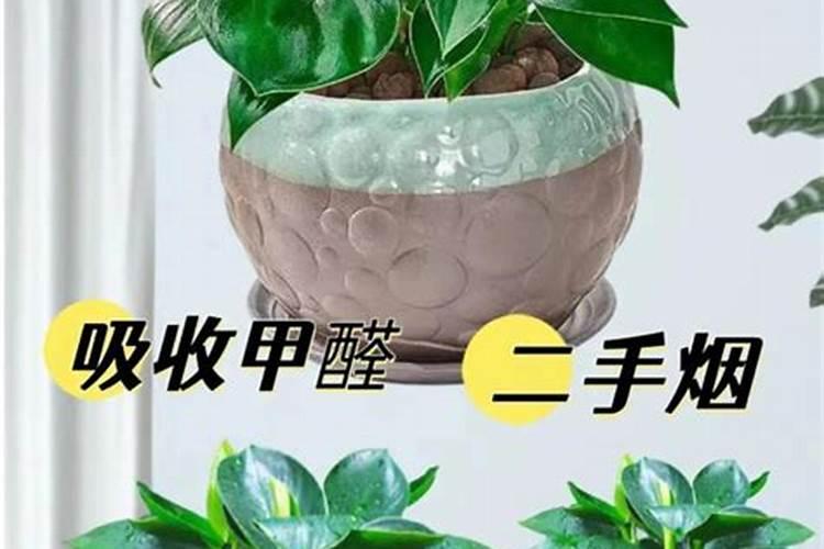 山里挖回老桩怎样装盆生根快 如何让老桩生根快