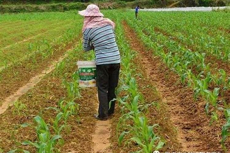 硼肥能和磷酸二氢钾混用喷施吗？