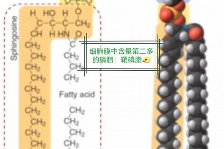 流体硼肥根施的用量