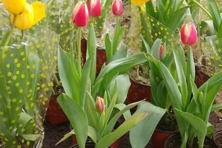 郁金香的别名丶花期丶花语是什么？