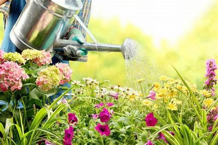 给茶树施什么肥