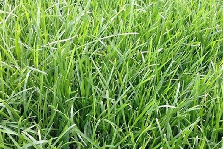 草地早熟禾养护注意事项