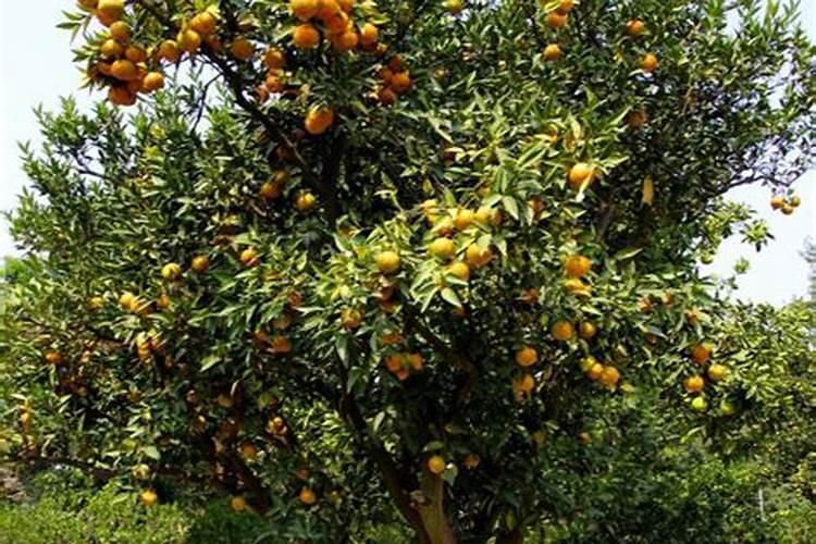 桔子树开花如何去保花保果