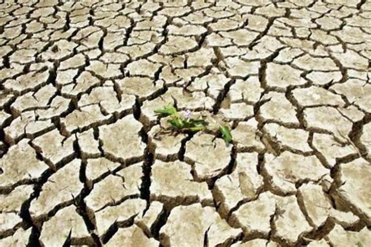 干旱可以给果树施肥吗