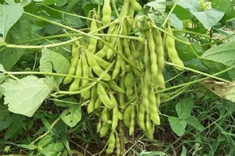 黄豆喜磷肥吗