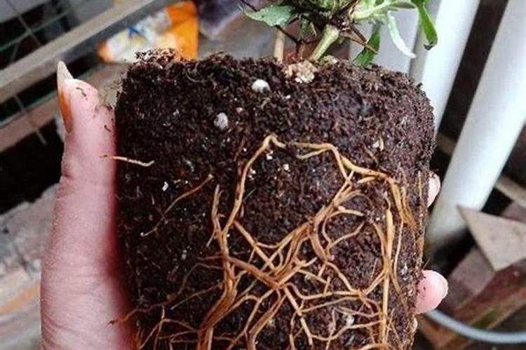 什么肥料能促长植物的根