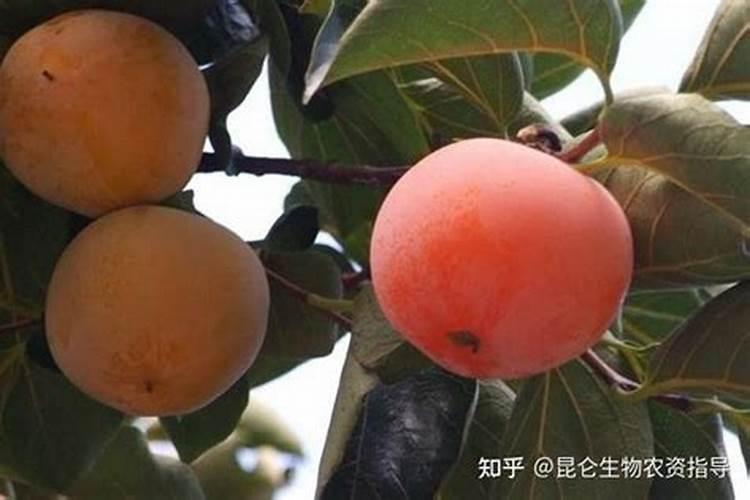樱桃树春天什么时候浇水 应该怎么浇水
