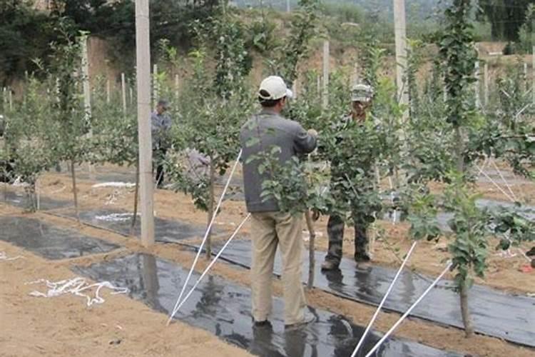 草木灰是什么烧成的