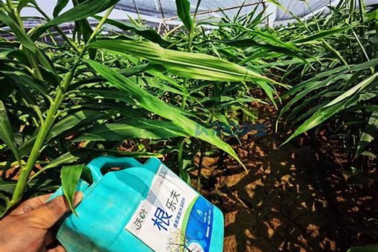 氯化铵可以腐化玉米秸秆吗？