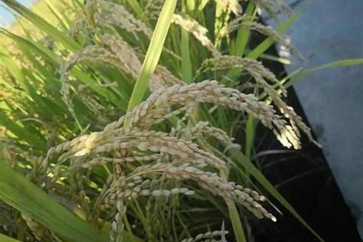 菌崔莱农资店的鱼蛋白好么？