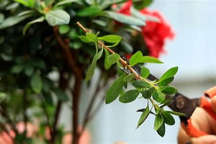 打了农药下雨有效吗