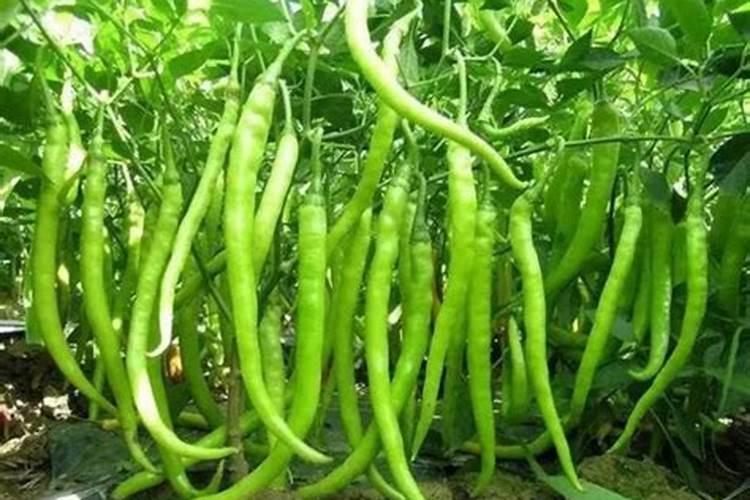 种植辣椒用什么底肥最好