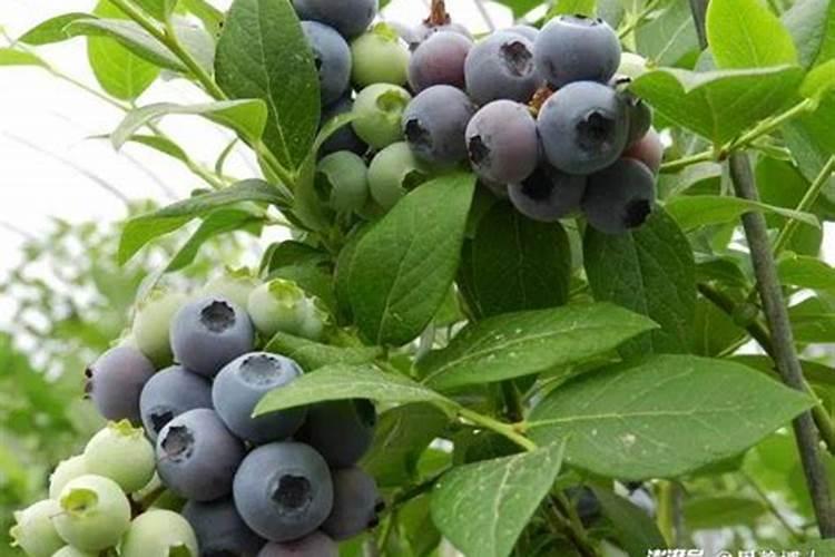 鱼蛋白肥料厂家前十名