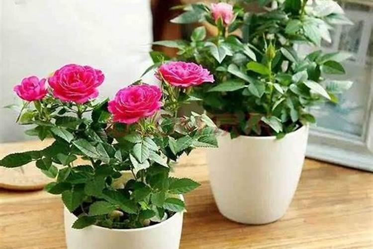 盆栽玫瑰花施肥施什么肥料