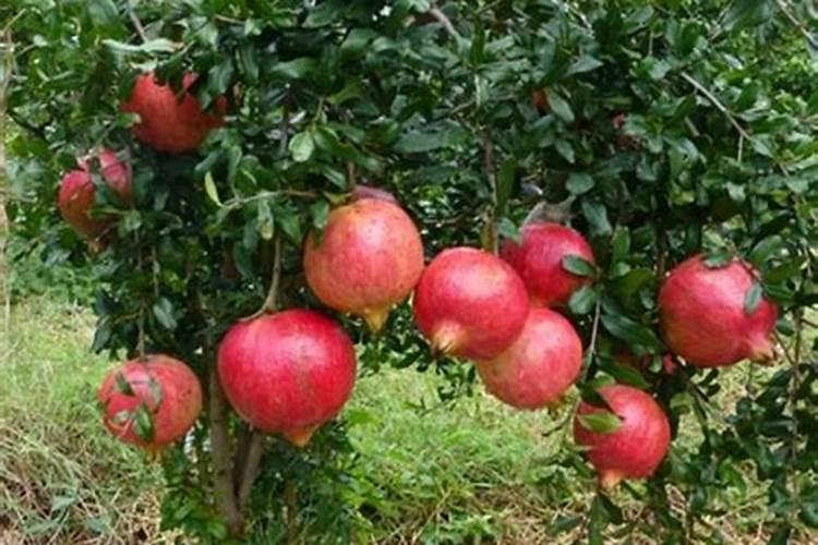 石榴开裂什么病