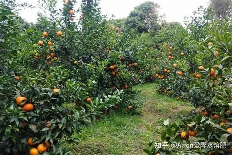 红糖做叶面肥的配方