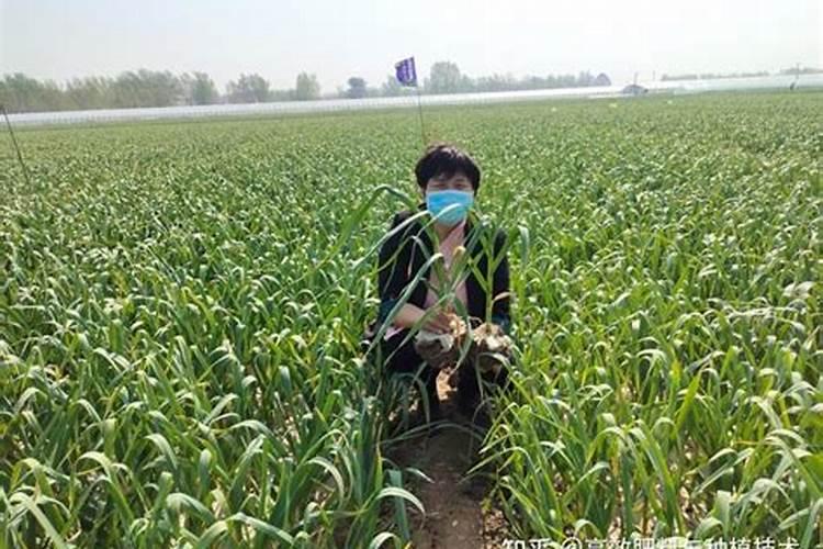 大蒜膨大期用什么肥料